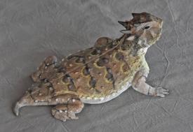 Horned Toad II by Jim Eppler