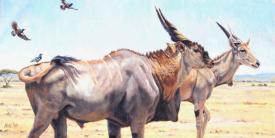 Traveling Companions, Eland and Superb Starlings by Lindsay Scott