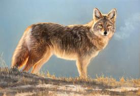 Coyote by Mary Ross Buchholz