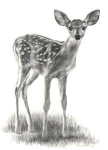 Spring Fawn by Mary Ross Buchholz