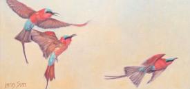 Aerobatics, Carmine Bee-eaters Study by Lindsay Scott