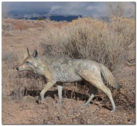 Coyote - Life Sized by Jim Eppler