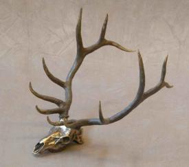 Elk Skull by Jim Eppler