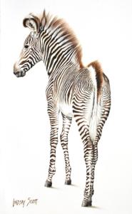Young Grevy's Zebra by Lindsay Scott